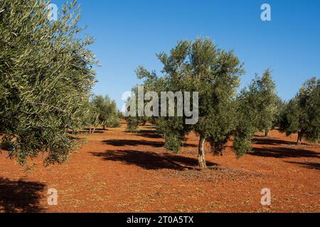 Olivar Mediterráneo en España, olivos fuente de aceite de oliva Foto Stock