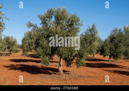 Olivar Mediterráneo en España, olivos fuente de aceite de oliva Foto Stock