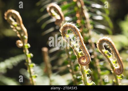 Capezzoli di felce astratti alla luce del sole, primo piano. Texture di sfondo natura. Gruppo di giovani foglie di felce di spada occidentali ancora arricciate. Messa a fuoco selettiva con Foto Stock