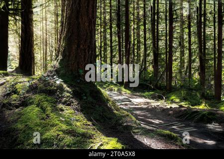 Sentiero escursionistico nella foresta in una giornata di sole a North Vancouver, British Columbia, Canada. Paesaggio forestale retroilluminato con raggi del sole. Scenario della foresta pluviale con verde luminoso alto tr Foto Stock