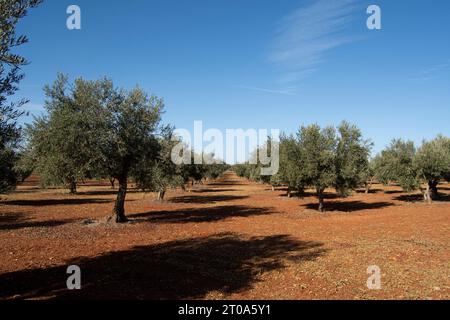 Olivar Mediterráneo en España, olivos fuente de aceite de oliva Foto Stock