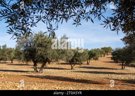 Olivar Mediterráneo en España, olivos fuente de aceite de oliva Foto Stock