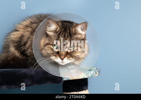 Gatto triste con cono sulla testa di fronte a sfondo blu seduto sull'albero del gatto. 15 anni di gatto tabby femminile indossa colletto elettronico per evitare leccare, che Foto Stock