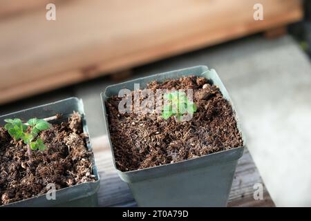 Due piantine di pomodoro che si acclimatano o si induriscono al sole e alla temperatura. Vista dall'alto. Il giovane pomodoro Red Robin pianta le piantine in piccola pentola, presto pronto a pianificare Foto Stock