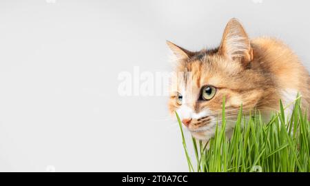 Gatto soffice che annaffiano l'erba di gatto davanti a sfondo grigio, primo piano. Profilo laterale di calico o torbie femmina bianca arancione seduta dietro Fres Foto Stock