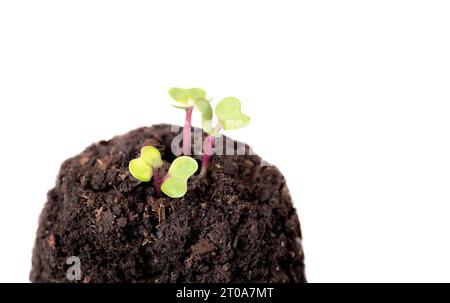 Piccola piantina di kale che cresce da terreno con fondo isolato. Gruppo di piantagione rosso russo di kale, appena emerso. Conosciuto come cavolo della foglia, colletto Foto Stock