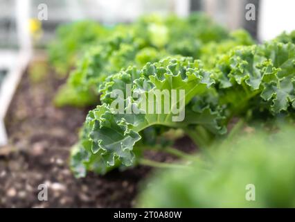 Piante di cavolo riccio in piantatrice da giardino rialzata. Gruppo di piante di cavolo verde riccio quasi maturo piantate di fila. Conosciuto come Starbor Kale, Leaf Cabbage. Sele Foto Stock