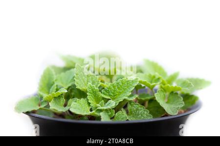 Catmenta isolata o pianta di gatto in contenitore per inglobamento. Le giovani piantine di menta sono quasi pronte per mangiare, masticare, sguazzare e avere un ruolo sulle foglie. Conosciuto Foto Stock