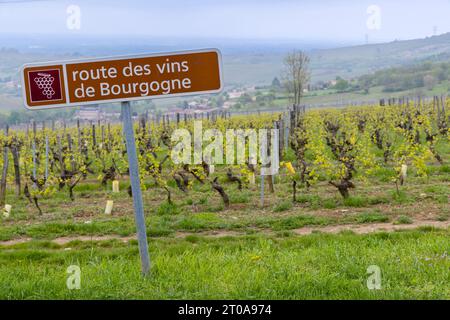 Strada del vino vicino a Saint-Veran e Macon, Borgogna, Francia Foto Stock