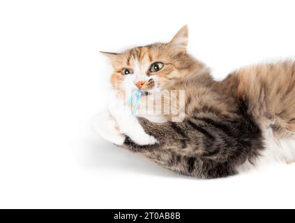 Un gatto simpatico che gioca con la fascia di capelli o con la fascia di gomma mentre è sdraiato sul pavimento. Soffice gattino calico che guarda la fotocamera con occhi pazzi. Gatto con giocattolo in mo Foto Stock