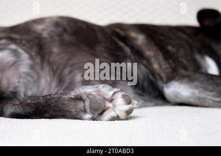 Parte posteriore della zampa del cane. Primo piano di zampe e artigli ruvidi. Piccolo cane nero a pelo corto che dorme sul divano. mix di cuccioli di boston terrier di 9 anni. Se Foto Stock