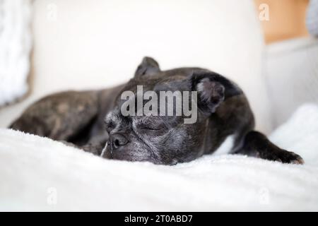 Un piccolo cane nero che dorme sul divano. Vista frontale di un simpatico cane dai capelli corti sdraiato su una coperta soffice. Cane anziano con museruola in grigio. bost femminile di 9 anni Foto Stock