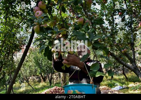 Srinagar, India. 5 ottobre 2023. Un anziano agricoltore raccoglie mele fresche in un frutteto durante la stagione della raccolta nella periferia di Srinagar, la capitale estiva di Jammu e Kashmir. Gli agricoltori della valle del Kashmir hanno iniziato a raccogliere diverse varietà di mele e la stagione durerà fino a metà novembre. L'agricoltura è una delle colonne portanti dell'economia del Kashmir, che impiega migliaia di persone. (Foto di Saqib Majeed/SOPA Images/Sipa USA) credito: SIPA USA/Alamy Live News Foto Stock