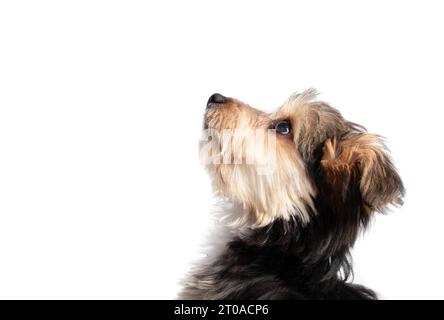 Carina testa di cucciolo isolata, primo piano. Profilo laterale del cucciolo che guarda in alto. Postura del corpo curiosa o intensa, allenamento in attesa o obbedienza. Piccolo giocattolo soffice Foto Stock