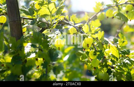 Cespuglio verde di uva spina che cresce in giardino con i raggi del sole. Rami di uva spina o ramoscelli con molti frutti di uva spina verdi, primo piano. Giardino estivo. Foto Stock