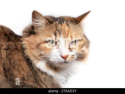 Gatto con infezione oculare che guarda la fotocamera. Primo piano del gatto con un occhio in vetro, lacrime e scolorito. Occhio di gatto mezzo chiuso dal dolore. Congiuntivite, fe Foto Stock