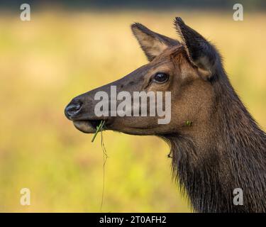 Un alce mucca si ferma mentre si mangia erba. Foto Stock