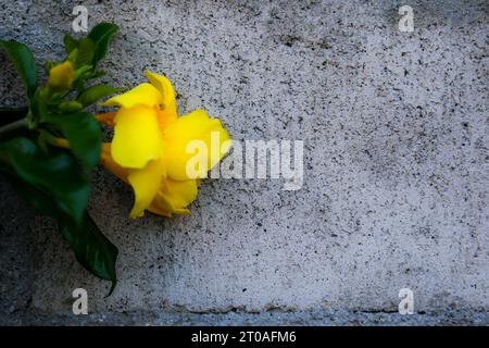 Fiore giallo, parete grigia Foto Stock