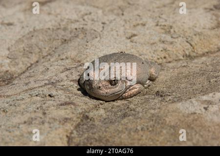 canyon Treefrog noto anche come hyla arenicolor o Dryophytes arenicolor mimetizzato su roccia di arenaria nel Parco Nazionale di Zion Foto Stock