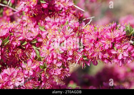 Dettaglio della pesca selvatica del deserto o dei fiori di Prunus andersonii Foto Stock