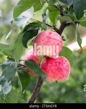 Albero di mela con frutta matura di mela. Mele mature che crescono sul ramo dell'albero di mela. Mela sull'albero dopo la pioggia, primo piano. Foto Stock