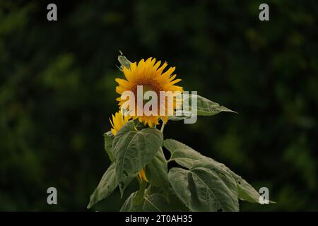 Magnifici girasoli che ondeggiano nella brezza in una giornata estiva di WAM Foto Stock