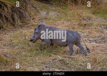 Pumba warthog nel Selous Nyerere National Park in Tanzania Foto Stock