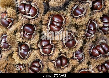 Castagne dolci - Castanea sativa - in vendita in Spagna Foto Stock