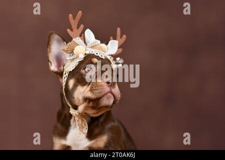 Cucciolo Bulldog francese color Mocca Tan con corna di renna su sfondo marrone Foto Stock