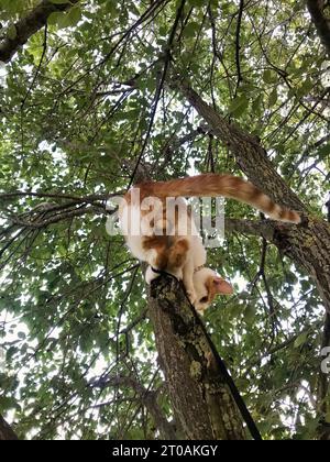 Gatto rosso con macchie bianche. Si trova su un ramo di albero. Foto Stock