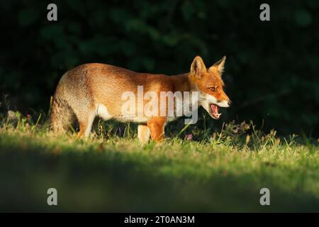 Primo piano della volpe rossa tra il giorno e la notte ... tra luci e ombre Foto Stock