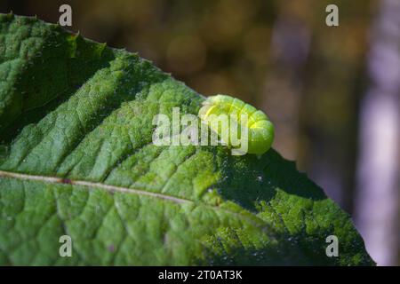 Primo piano di un bruco o larva di una tonalità di angolo di Tarma (Phlogophora meticulosa) alimentazione di foglie in natura. Foto Stock