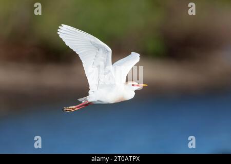 Cattle egret (Bubulcus ibis) Flying, Stick Marsh, Florida, USA Foto Stock