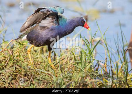 Gallinule viola (Porphyrio martinicus) passeggiando attraverso l'erba presso il lago Parker, Florida, Stati Uniti Foto Stock