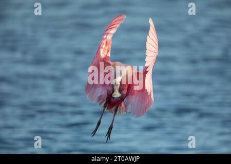 Spilla di rosa (Platalea ajaja) in volo, Florida, USA Foto Stock