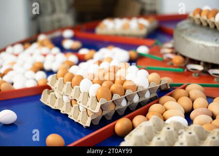 Uova in un negozio di cernita modernizzato Foto Stock