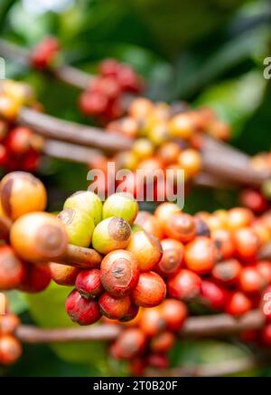 Primo piano dei frutti rossi, gialli e verdi, presto saranno chicchi, germogliando in mazzi di ramoscelli su una pianta di caffè, circondati da foglie verdi lussureggianti, nel Los Angeles Foto Stock