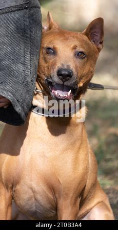 Cucciolo Thai Ridgeback. Red Thai Ridge Dog - antico cane locale della Thailandia, pelo corto, orecchie triangolari di medie dimensioni. Punta nera del naso, nella forma o. Foto Stock