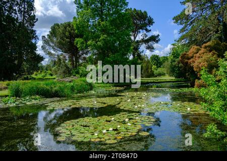 Splendido laghetto nel giardino botanico dell'Università di Cambridge. Cambridge, Regno Unito. Foto Stock