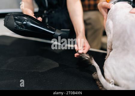 Ripresa ravvicinata della coda di asciugatura del gatto calvo tagliato con asciugacapelli dopo la rasatura e il bagno nel salone di bellezza. Foto Stock