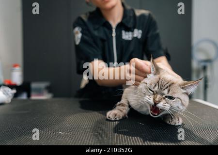 Ritratto di primo piano di un gatto domestico arrabbiato che ha procedure per animali domestici sul salone degli animali. Primo piano della pulizia e dell'asciugatura delle orecchie di gatto non riconoscibili Foto Stock