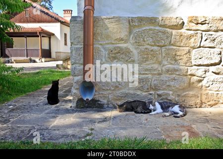 Alcuni gatti fanno un pisolino in un caldo pomeriggio estivo al monastero ortodosso della Capriana a Capriana, Moldavia Foto Stock