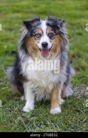 Cane femmina da pastore australiano in miniatura Blue Merle Tricolor, risalente a 12 anni fa. Foto Stock