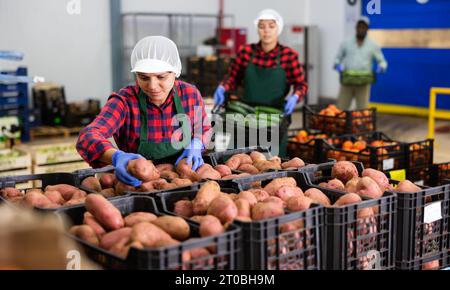 Il lavoratore di magazzino controlla la qualità del raccolto di patate raccolto Foto Stock