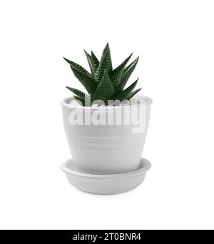 Bella pianta succulenta in vaso isolato su bianco Foto Stock