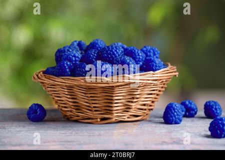 Molti lamponi blu freschi in ciotola di vimini sul tavolo, primo piano Foto Stock