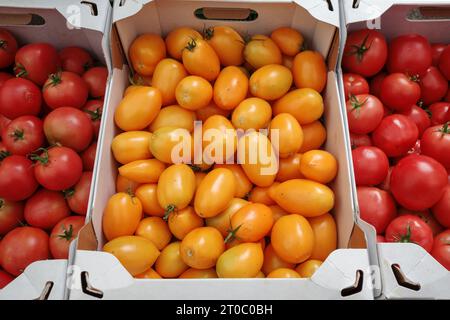 La vista dall'alto di vari tipi di pomodori è venduta sulle scatole di carta aperte sul banco. Foto Stock