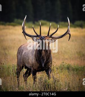 Bull Rocky Mountain Elk - cervus canadensis - erboso prato inclinato all'indietro durante l'autunno di alci rut, Rocky Mountain National Park, Colorado Foto Stock