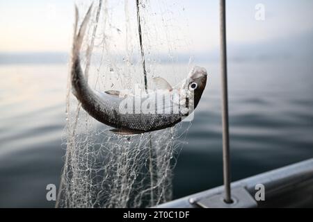 PRODUZIONE - 02 ottobre 2023, Baden-Württemberg, VOR Überlingen Auf DEM Bodensee: Un pesce bianco appeso nella rete che il pescatore Chary Liebsch ha trasportato. Lui e la pescatrice Anita Koops partirono all'alba per trasportare le loro dieci reti. (Al dpa "prospettive cupe - i pescatori guardano con preoccupazione al divieto di pesca del merluzzo bianco”) foto: Felix Kästle/dpa Foto Stock