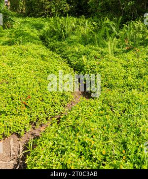 Sentiero per la Foresta degli alberi di eucalipto arcobaleno sulla strada per Hana, Haiku-Pauwela, Maui, Hawaii, USA Foto Stock